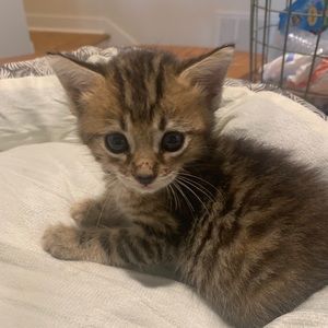 Meet your Posher, Lacy